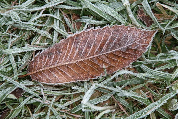 森の地面に落ちた茶色の葉と草の上のライム — ストック写真