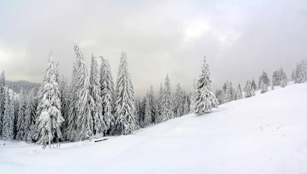 Eine Nahaufnahme Von Schneebedeckten Fichten Einem Wunderschönen Winterwald — Stockfoto