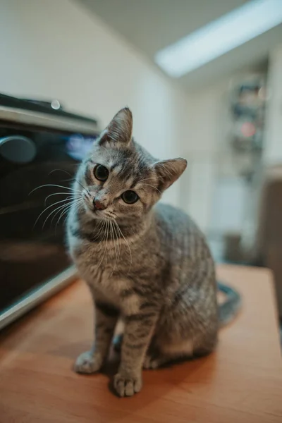 Ett Vertikalt Skott Söt Liten Inhemsk Kattunge — Stockfoto