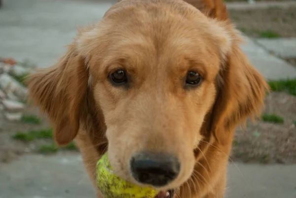 Close Golden Retriever — Fotografia de Stock