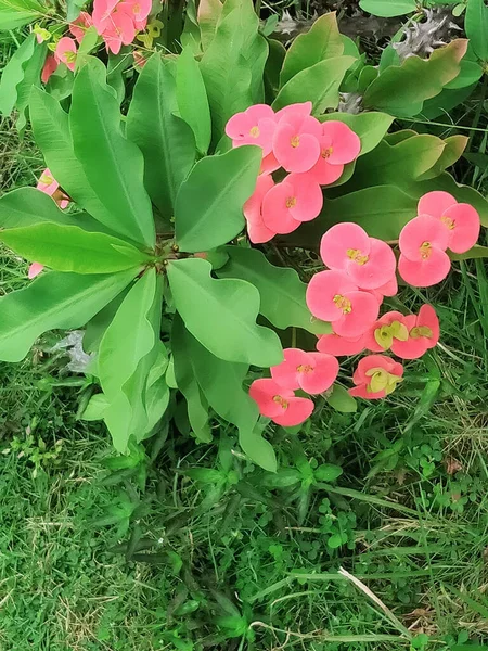 在绿地里一缕盛开的粉红色芙蓉花 — 图库照片