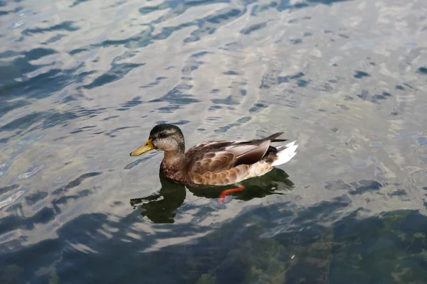 Tiro Perto Pato Adorável Nadando Lago — Fotografia de Stock