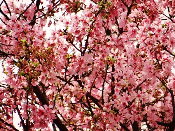 Tir Angle Bas Fleur Cerisier — Photo
