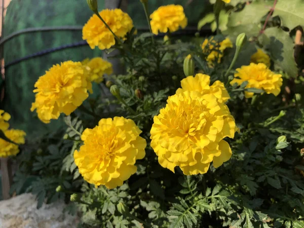 Bahçedeki Güzel Fransız Kadife Çiçeklerinin Yakın Çekimi — Stok fotoğraf