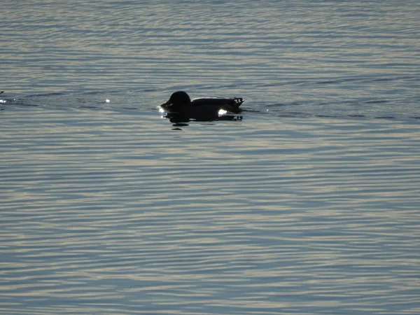 Canard Dans Lac Albufera Espagne — Photo