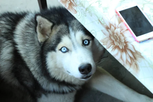 Fotografie Unghi Înalt Unui Câine Husky Siberian Ochi Albaștri Care — Fotografie, imagine de stoc