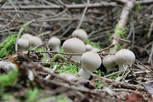 Egy Közelkép Puffball Gombákról — Stock Fotó