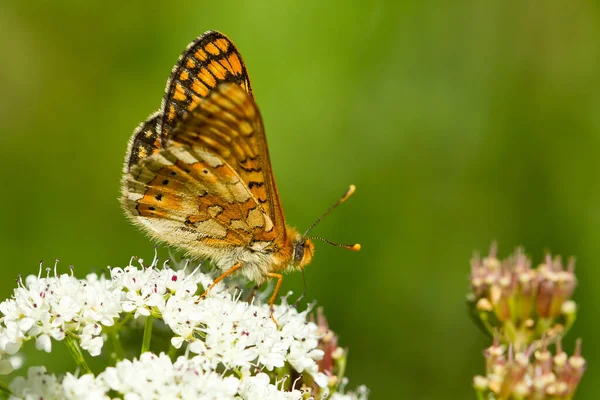 Zbliżenie Bagiennego Motyla Fritillary Roślinie — Zdjęcie stockowe