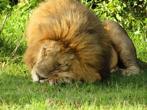 Een Close Shot Van Een Slapende Mannelijke Leeuw — Stockfoto