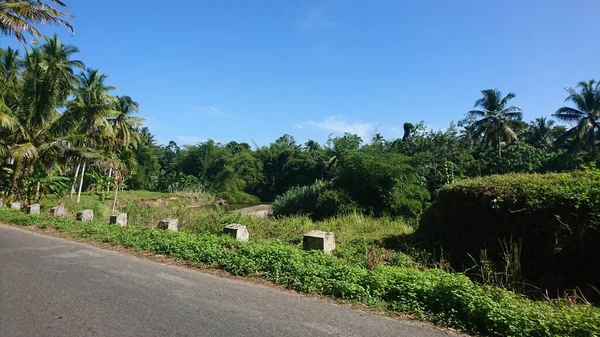 清澈的天空背景下的街道旁边的绿色草甸 — 图库照片