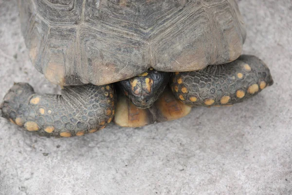 Closeup Shot Turtle — Stock Photo, Image