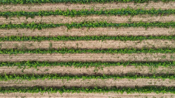 Uma Vista Aérea Uma Vinha Penedes — Fotografia de Stock