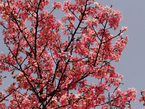 Tir Angle Bas Fleur Cerisier — Photo