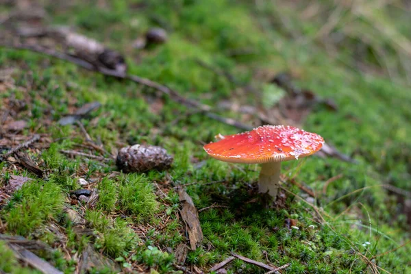 Gros Plan Sur Culture Champignons Dans Forêt — Photo