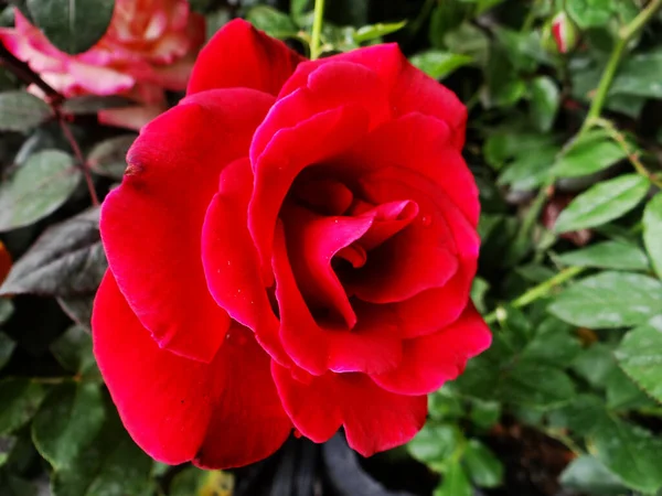 Enfoque Selectivo Una Rosa Roja Flor —  Fotos de Stock