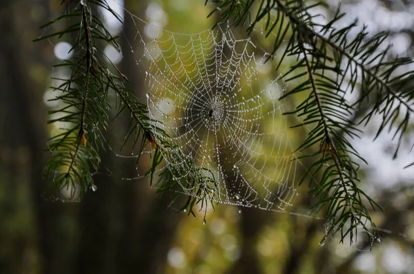 Plan Étonnant Une Toile Araignée Sur Pin Couvert Gouttes Rosée — Photo