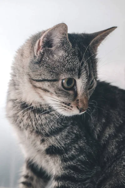 Eine Vertikale Aufnahme Eines Niedlichen Kleinen Häuslichen Kätzchens — Stockfoto