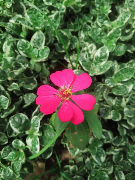 Egy Függőleges Lövés Virágzó Rózsaszín Hibiszkusz Virágok Növényzet — Stock Fotó