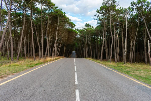 Una Splendida Vista Una Strada Circondata Alti Alberi — Foto Stock