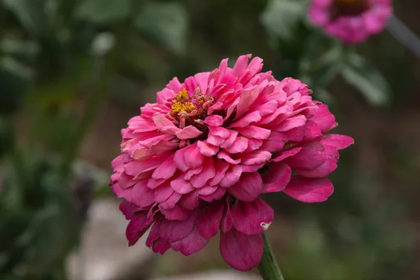 Närbild Skott Blommande Rosa Blommor Grönska — Stockfoto