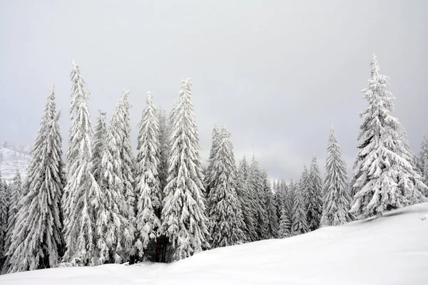 Primer Plano Abetos Nevados Hermoso Bosque Invierno — Foto de Stock