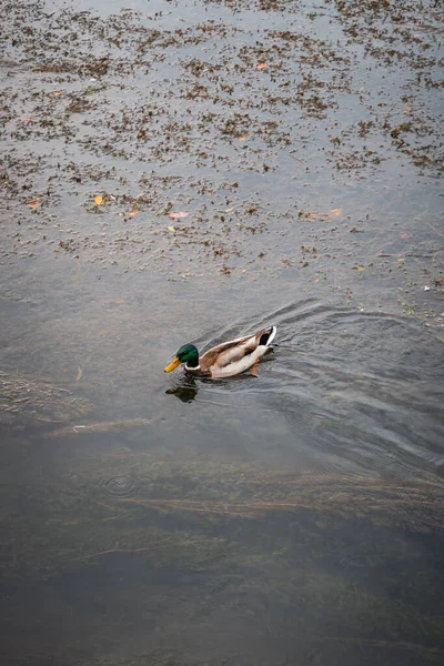 Hermoso Ánade Real Nadando Lago Parque — Foto de Stock