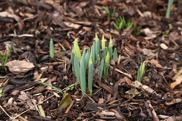 Eerste Scheuten Narcissen Tuin — Stockfoto