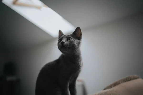 Słodki Mały Szary Kotek Domowy — Zdjęcie stockowe