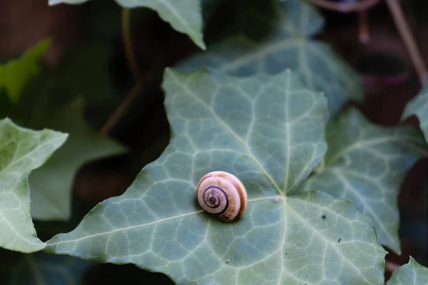 新鲜绿叶上的一个空蜗牛壳 — 图库照片