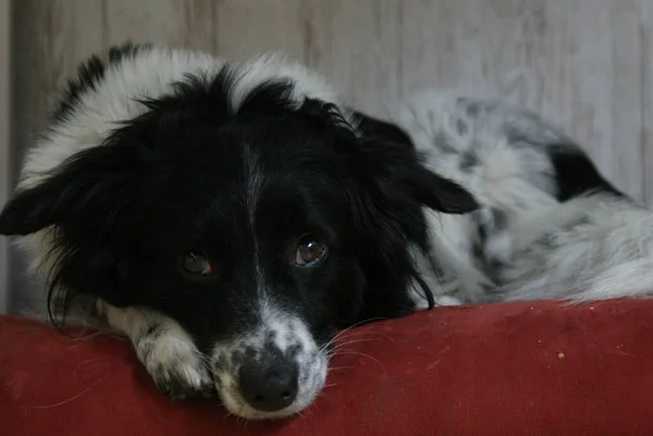 一只可爱的黑白狗的特写镜头 — 图库照片