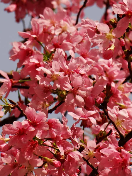 Vertikal Närbild Skott Körsbär Blomma — Stockfoto