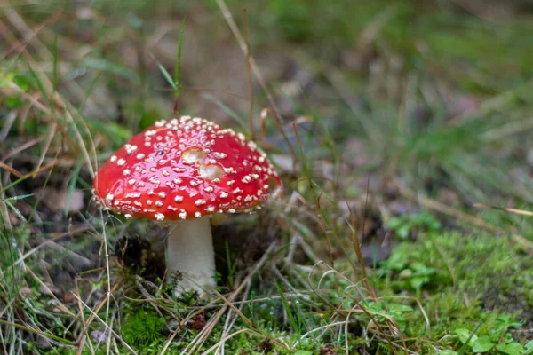 Closeup Shot Growing Mushrooms Forest — Stock Photo, Image