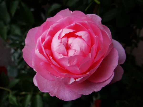 Вибірковий Фокусний Знімок Квітучої Рожевої Троянди — стокове фото