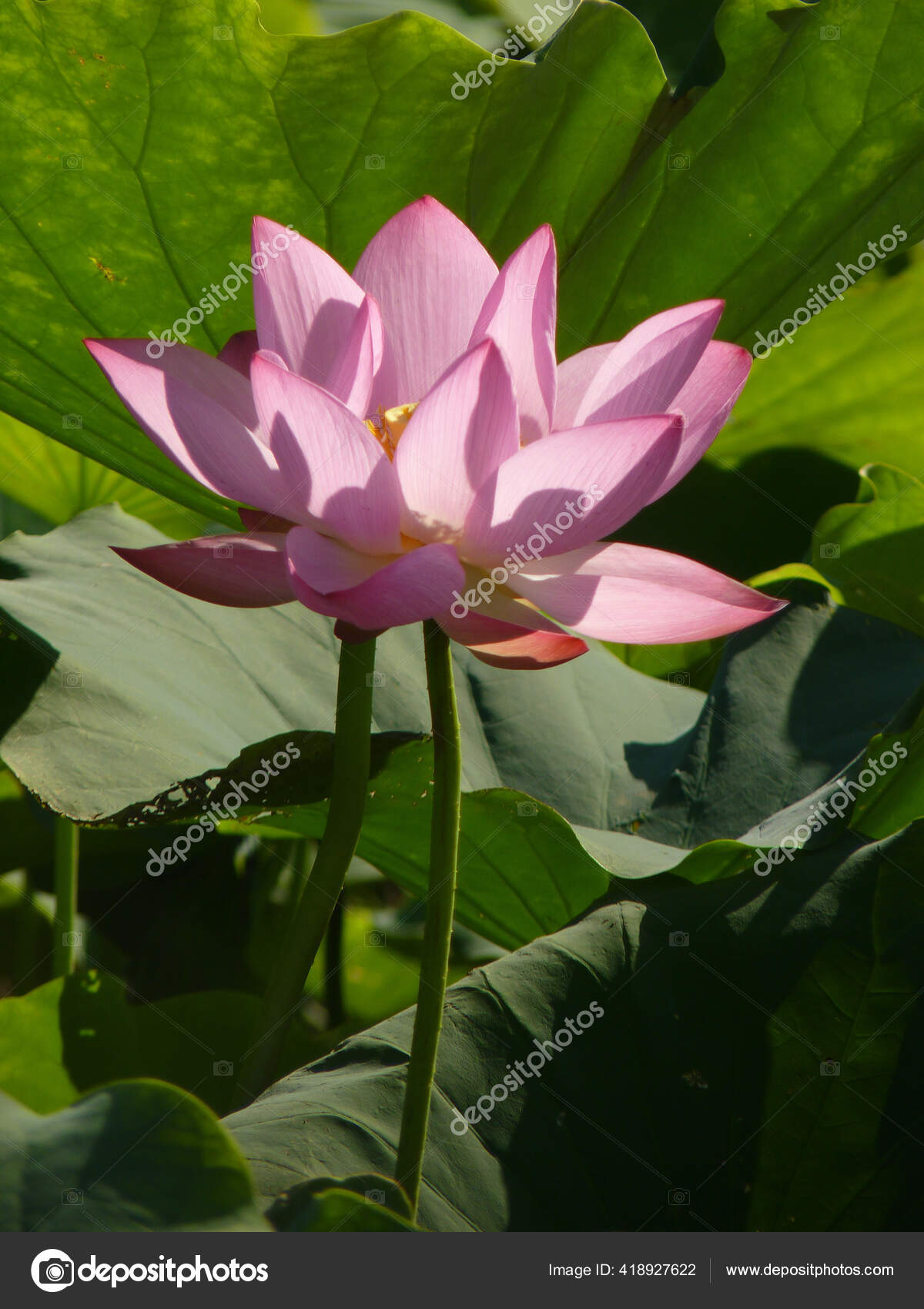 Primer Plano Una Hermosa Flor Loto Rosa Estanque: fotografía de stock © Wirestock #418927622 | Depositphotos Primer Plano Una Hermosa Flor Loto Rosa Estanque: fotografía de stock © Wirestock #418927622 | Depositphotos
