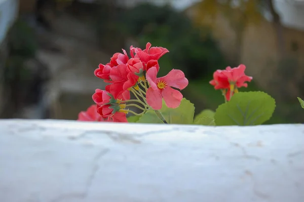 Centro Selettivo Fiori Rosa Artificiali Dietro Una Parete — Foto Stock