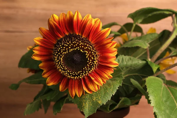 Eine Nahaufnahme Einer Sonnenblume Auf Verschwommenem Hintergrund — Stockfoto