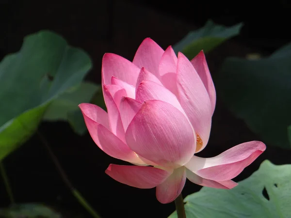 Крупный План Красивого Розового Цветка Лотоса Пруду — стоковое фото