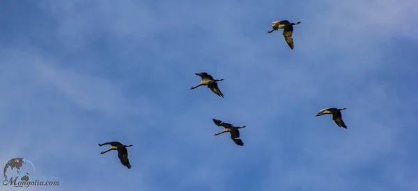 Troupeau Canards Sauvages Volant Sur Fond Ciel Bleu — Photo