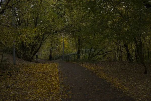 Caminho Frondoso Floresta Mozhaisk Rússia — Fotografia de Stock