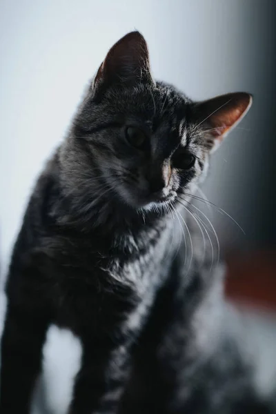 Een Verticaal Schot Van Een Schattig Klein Huiselijk Katje — Stockfoto