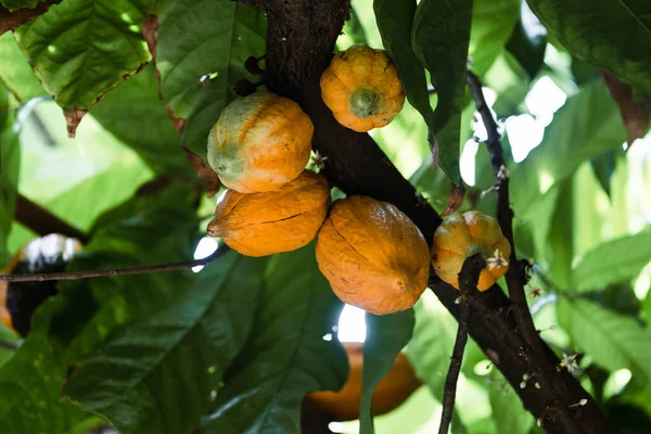 Ângulo Baixo Closeup Colheita Fresca Cacaos Sua Árvore — Fotografia de Stock