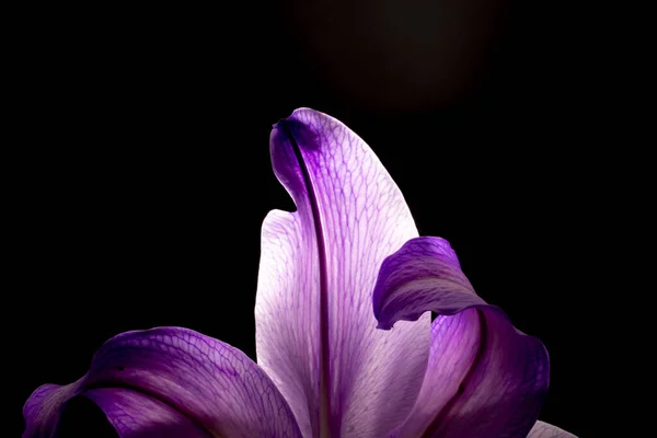 Closeup Shot Beautiful Lily Flower Bottom Detail Illuminated Violet Petals — Stock Photo, Image