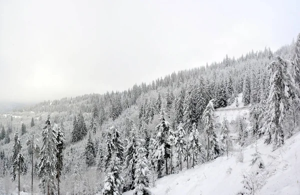 Eine Nahaufnahme Von Schneebedeckten Fichten Einem Wunderschönen Winterwald — Stockfoto
