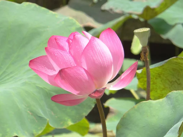 Tiro Foco Seletivo Belo Lótus Rosa Com Gotas Água — Fotografia de Stock