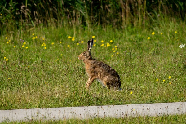 草原の道端には茶色いウサギが腰を下ろしている — ストック写真
