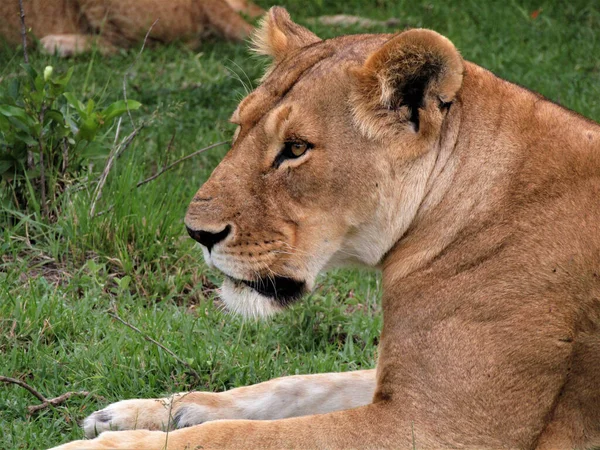 Closeup Shot Beautiful Female Lion Face — Stock Photo, Image