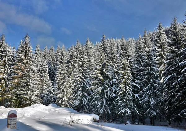 Een Close Shot Van Besneeuwde Sparren Bomen Een Prachtig Winterbos — Stockfoto