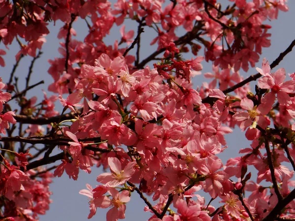 Tiro Ángulo Bajo Flor Cerezo — Foto de Stock