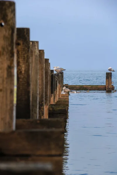 Tahta Bir Iskelede Oturan Martıların Dikey Görüntüsü — Stok fotoğraf