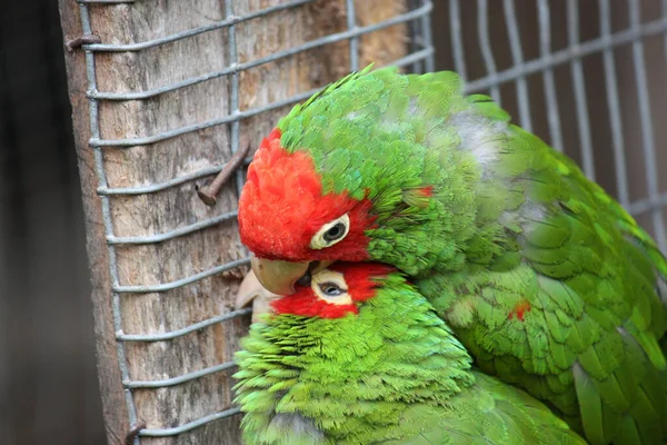 Closeup Shot Colorful Parakeets — Stock Photo, Image